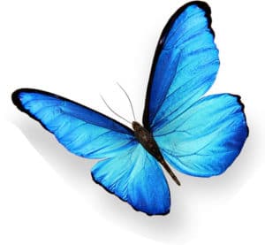 butterfly2