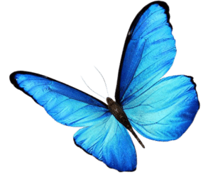 papillon2-removebg-preview